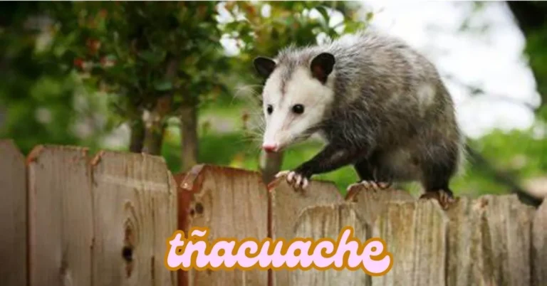 tñacuache