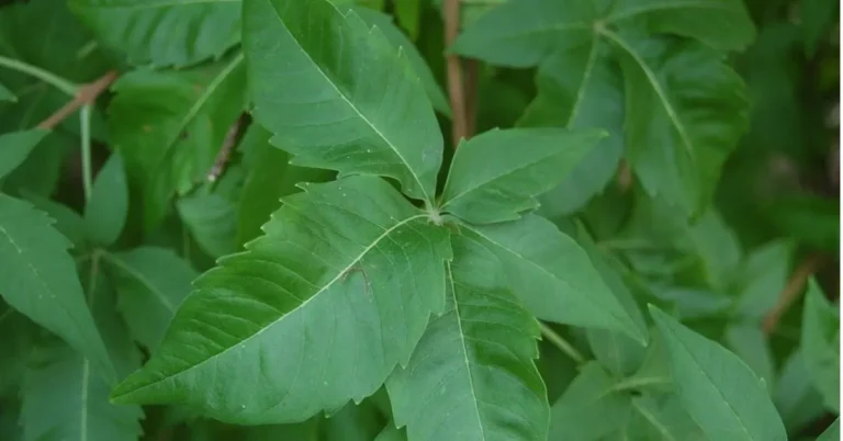 Vavilaku in Tulu